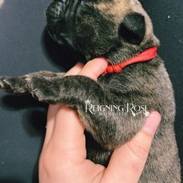 Bullmastiff Puppies from Reigning Rose Bullmastiffs