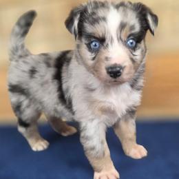 B-1 - Blue merle male Miniature Australian Shepherd puppy in Citra, Florida from Southpaw Herders LLC
