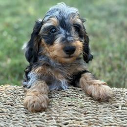 Louie- SILKY - Dapple male Dachshund puppy in Nashville, Arkansas from Whisenhunt Farms