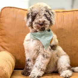 Timber - Chocolate merle male Bernedoodle puppy in Fort Collins, Colorado from Front Range Family Doodles