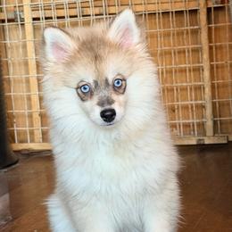 Prince Eric - Gray and white male Pomsky puppy in Centerville, Iowa from LJ Kennels Pomskies, LLC