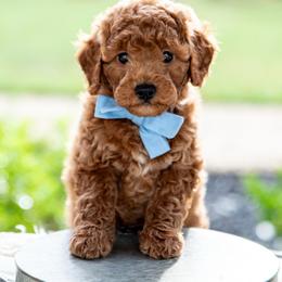 Beau - Red  male Goldendoodle puppy in Lumberton, Mississippi from SouthernDoodlebug/ Utah Doodlebug
