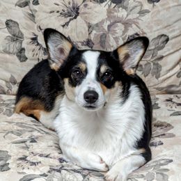 Joon - Pembroke Welsh Corgi
