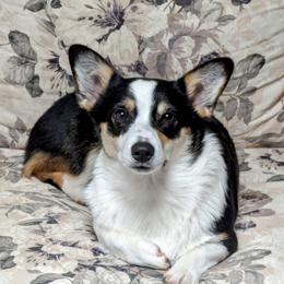 Joon - Pembroke Welsh Corgi