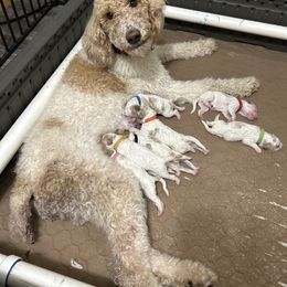 Poodle Puppies from Poodles of New England