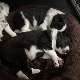 Border Collie Puppies from Roaring River Border Collies