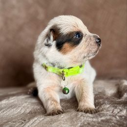 Robbie AKC - Red speckled male Australian Cattle Dog puppy in Sahuarita, Arizona from A2 Australian Cattle Dogs