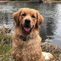 Golden Retrievers from Haven Acre Goldens