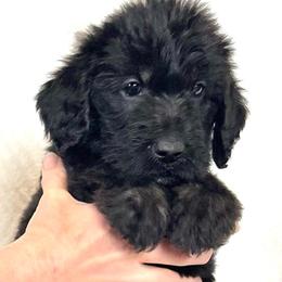 Willow - Black female Assorted Doodle Crosses puppy in Kansas City, Missouri from Beary GoldenDoodles