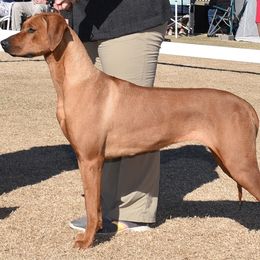 Molly - Rhodesian Ridgeback