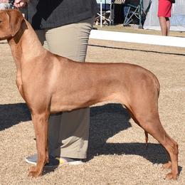 Molly - Rhodesian Ridgeback