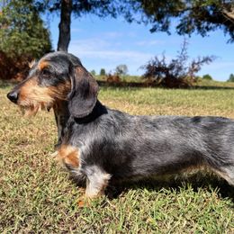 Tabitha - Dachshund