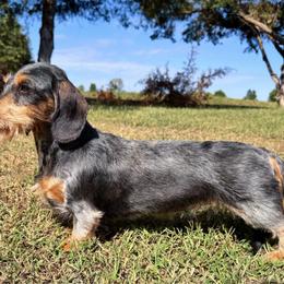 Tabitha - Dachshund