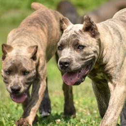 Cane Corso Puppies from Willow Creek Cane Corsos
