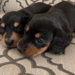 Dachshund Puppies from Shotzie Doxie Co.