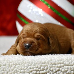 Dancer(teal collar) - Dark golden female Golden Retriever puppy in Gober, Texas from Trigger Time Kennels