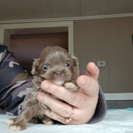 Diamond - Lilac female Shih Tzu puppy in Brodnax, Virginia from Kbsshihtzus