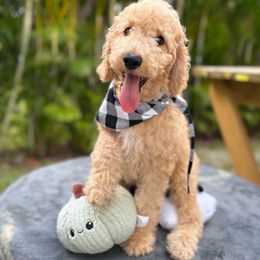 Jax - Red  male Goldendoodle puppy in Palm Beach, Florida from Cuddly Doodles