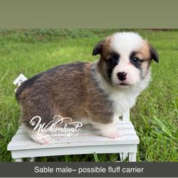 TC - Sable male Pembroke Welsh Corgi puppy in Nashville, Arkansas from Whisenhunt Farms