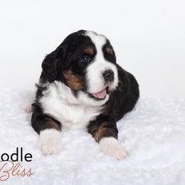 Bernedoodle Puppies from Bernedoodle Bliss