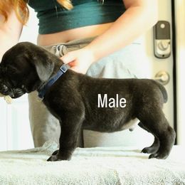 Boy 2 - Chestnut brindle male Cane Corso puppy in Homestead, Florida from Sabal Palm Cane Corso