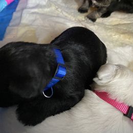 Miniature Schnauzer and Poodle Puppies from Bits & Bytes Farm