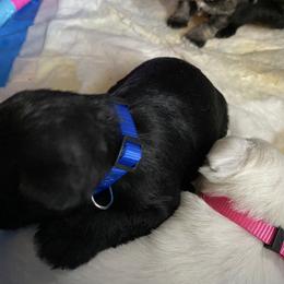 Miniature Schnauzer and Poodle Puppies from Bits & Bytes Farm