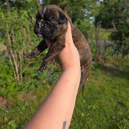 Male 3 - Brindle male Boxer puppy in Billings, Missouri from Azaleas Euro Boxers & Boston Terriers