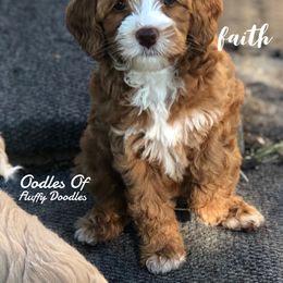 Australian Labradoodle Puppies from Oodles Of Fluffy Doodles