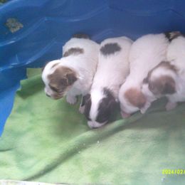 Havanese Puppies from ForestHillsHavanese