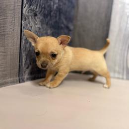 Sven - Fawn male Chihuahua puppy in Sherwood, Arkansas from Bartelt Breeders