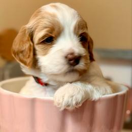 Ruby - Parti female Goldendoodle puppy in Great Falls, Montana from AnneLuna Goldendoodles