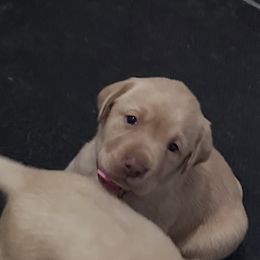 Pink - Yellow female Labrador Retriever puppy in Newton Grove, North Carolina from Wayalife Labradors & Gsp’s