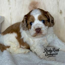Fawn - Red and white female Cockapoo puppy in Nashville, Arkansas from Rocky Road Puppies