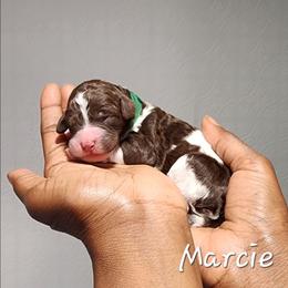 Marcie - Parti female Poodle puppy in Dover, Delaware from Dogtastic Poodles