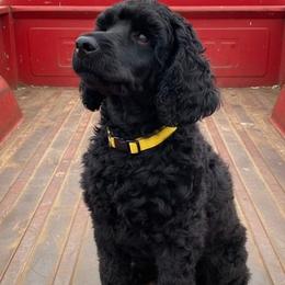 Tulip - Black female Poodle puppy in Moncks Corner, South Carolina from Charleston Reds Standard Poodles and Whippets