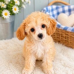 Malibu - Red  male Poodle puppy in Wharton, Texas from In the Red Poodles
