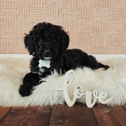 Perdy - Black female Goldendoodle puppy in Guthrie, Oklahoma from Edmond Doodles, LLC