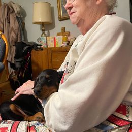 Doberman Pinscher Puppies from Defensive Dobermans