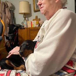 Doberman Pinscher Puppies from Defensive Dobermans