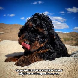 Miss Candy - Black phantom female Aussiedoodle puppy in Dolan Springs, Arizona from High Desert Companions