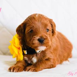 Holly - Caramel red female Australian Labradoodle puppy in Diamond Bar, California from Furrytaildoodles