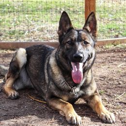 Hallie  - German Shepherd