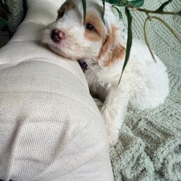 Benedict - Parti male Goldendoodle puppy in Barstow, California from Golden Desert Doodles