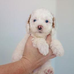 Goldendoodle Puppies from K Farm Doodles