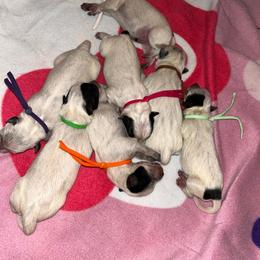 Green - Blue male Australian Cattle Dog puppy in Chelsea, Oklahoma from CT Mini Heelers