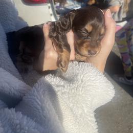 Sky - Chocolate and tan female Dachshund puppy in California from Wild Weenies - Dachshund Ranch