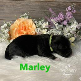 Marley - Phantom male Bernedoodle puppy in Heyworth, Illinois from Cobble Creek Puppies
