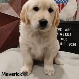 Black collar boy - Light golden male Golden Retriever puppy in Rochester, Washington from Grand Mound Goldens