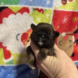 Red boy - Red male Shih Tzu puppy in Sharon, Pennsylvania from Keystone Danes and Shih tzus